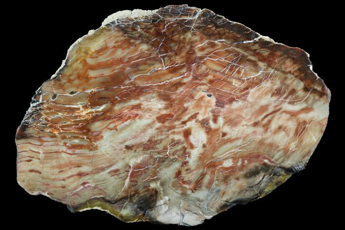 Jurassic Petrified Wood Slab - Henry Mountain #96065
